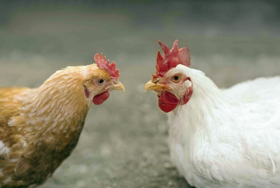 Norsk Kylling bruker bare en kyllingtype som vokser saktere. Det gir bedre dyrevelferd.