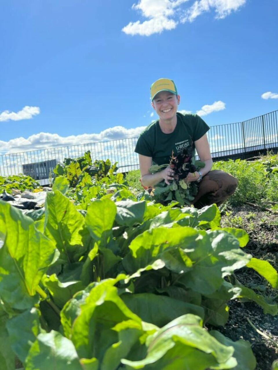 Det er bybonde og gartner i selskapet U.Reist, Erin Dumbauld, som ivaretar plantene i takhagen på Økern Portal.