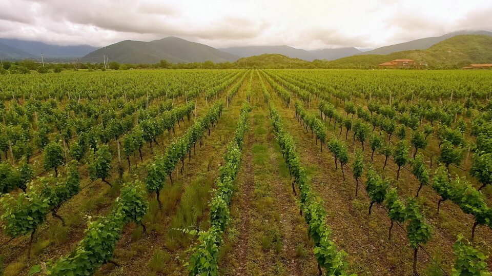 Vinmarker i Georgia, «vinens vugge».