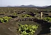 Vingården Bodega Vulcano på Lanzarote planter vinstokkene bak en beskyttende vegg av vulkansk stein.