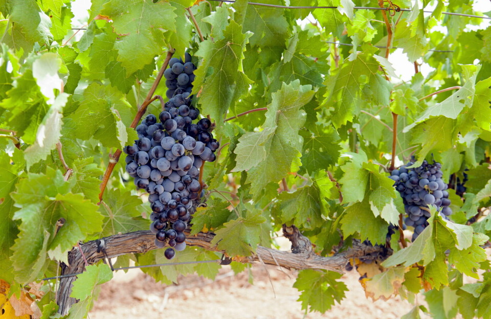 Den ene nye vinen fra Winepartner Nordic er laget av Barbera-druen.