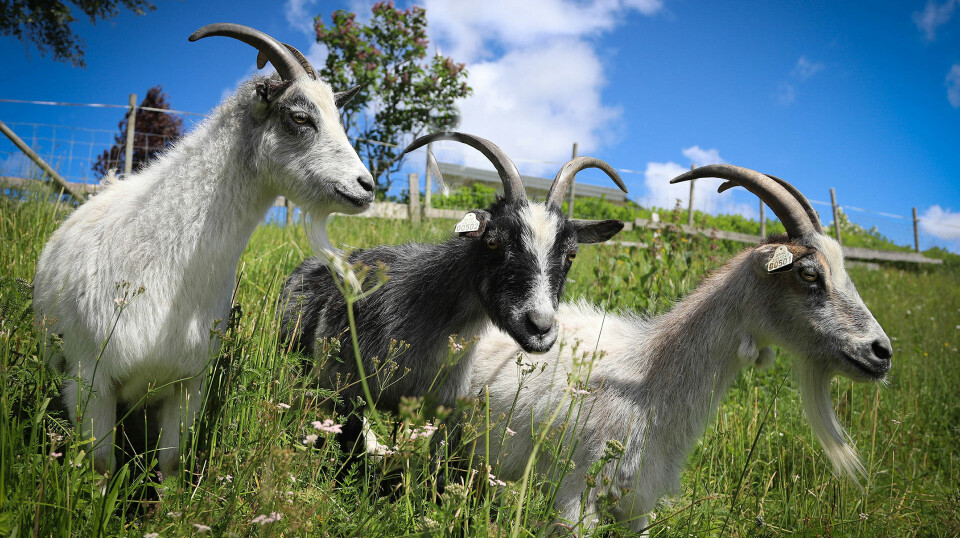 Matfylket Innlandet er en ny aktør som deltar på Umami Arena. Matfylket Innlandet er en ny aktør som deltar på Umami Arena.