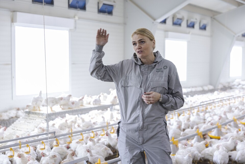 – Vi opplever økt etterspørsel etter kylling som vokser saktere, og jeg er stolt av at enda flere velger å kjøpe kyllingen vår, sier administrerende direktør for Norsk Kylling AS, Hilde Talseth. – Vi opplever økt etterspørsel etter kylling som vokser saktere, og jeg er stolt av at enda flere velger å kjøpe kyllingen vår, sier administrerende direktør for Norsk Kylling AS, Hilde Talseth