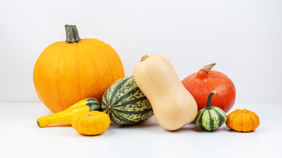 På bildet ser du halloweengresskar, buternutgresskar, hokkaidogresskar, spaghettigresskar og flere små pyntegresskar. Pyntegresskar skal ikke spises. På bildet ser du halloweengresskar, buternutgresskar, hokkaidogresskar, spaghettigresskar og flere små pyntegresskar. Pyntegresskar skal ikke spises.