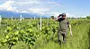 Vinmaker Guram Maisuradze (32) i Nadelebi Wines, som holder til i Telavi (Kakheti) i Georgia.