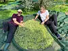 Ekteparet Marit og Stian Bromark gjør all innhøstingen selv. Bare det første året fikk de hjelp av en lokal venn.