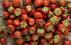 Det meldes om ekstra søte norske jordbær i vente. Foto: Opplysningskontoret for frukt og grønt