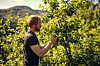 Alde Humla er basert på de norske eplesortene Aroma og Discovery.