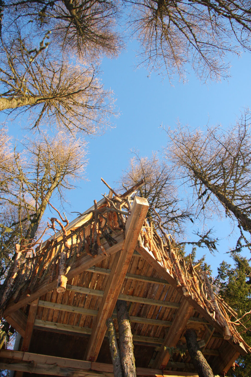 Tretopphytte Lerk under2.JPG