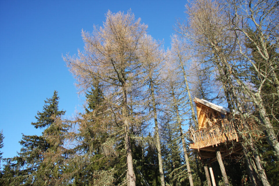 Tretopphytte Lerk (195).JPG