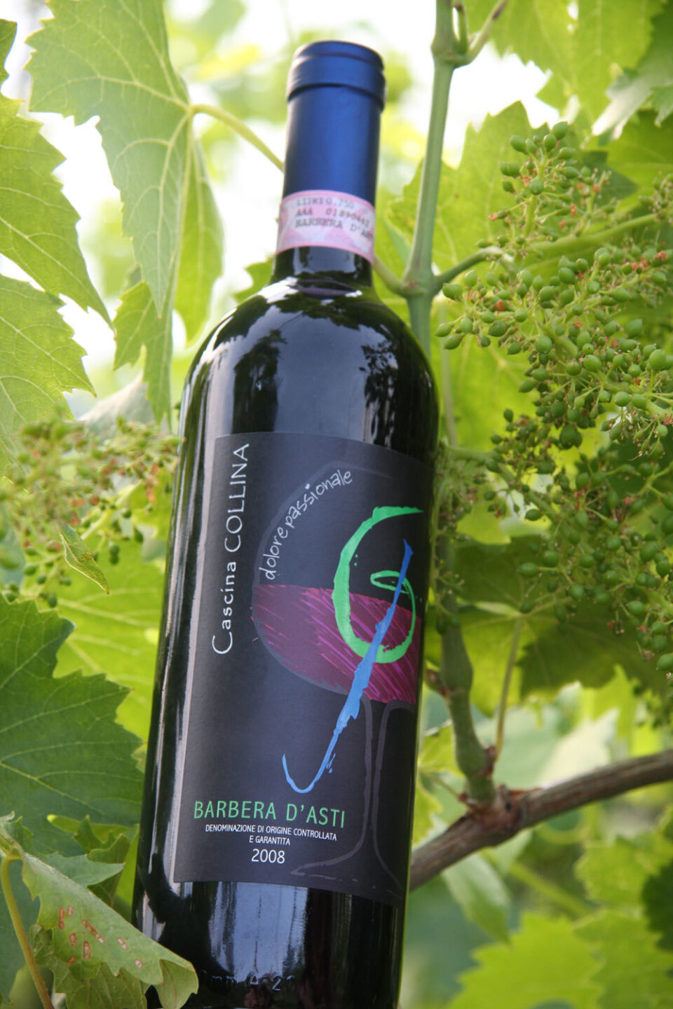 Barbera 2008 - 1 (12).JPG