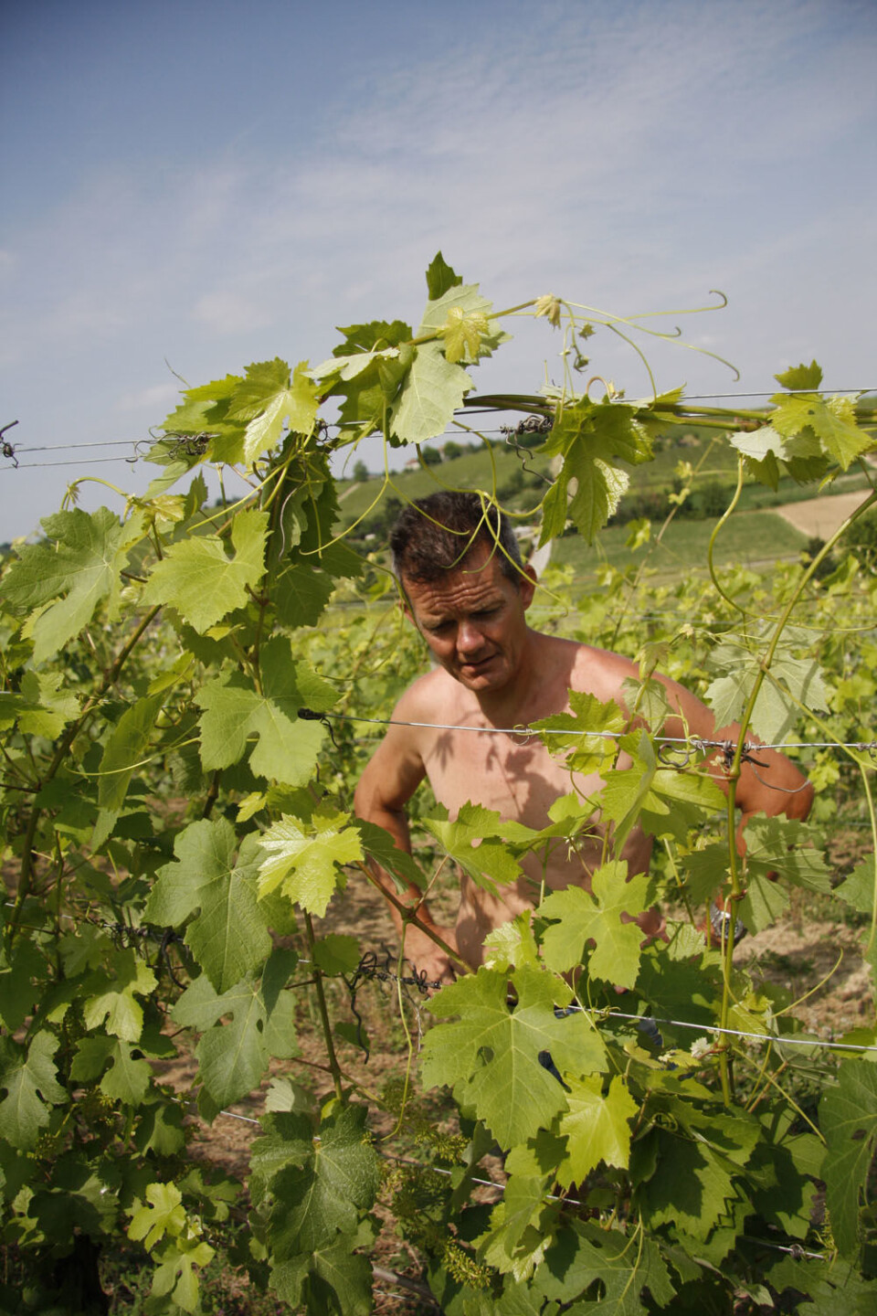 Joar Monstad i vinmarka (5).jpg