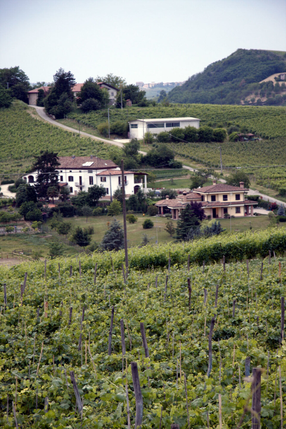 Vinmarker Barbera (10).jpg