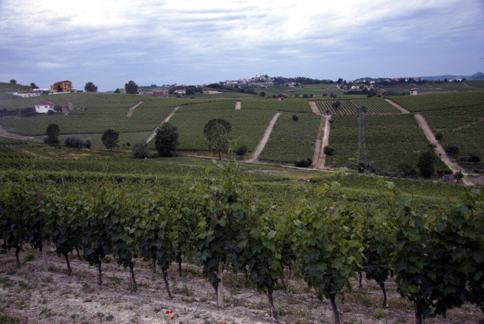 Vinmarker Barbera (33).jpg