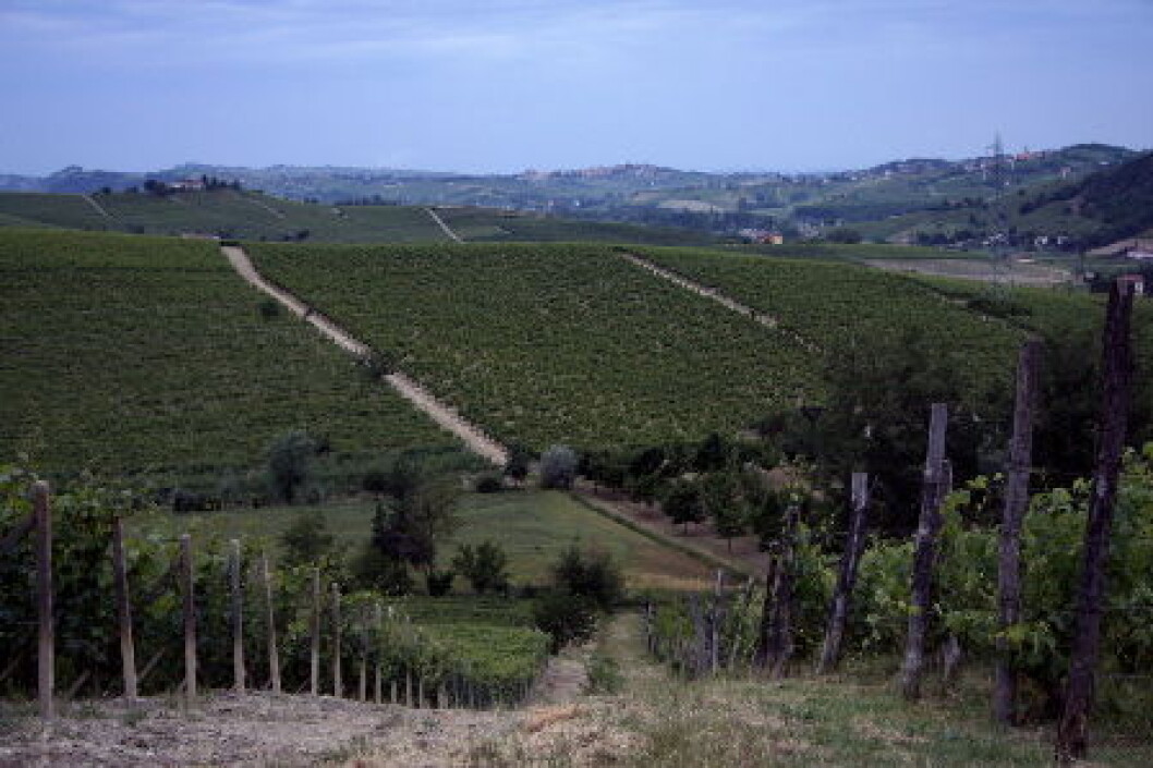 Vinmarker Barbera Italia Piemonte Vinmarker Barbera Italia Piemonte