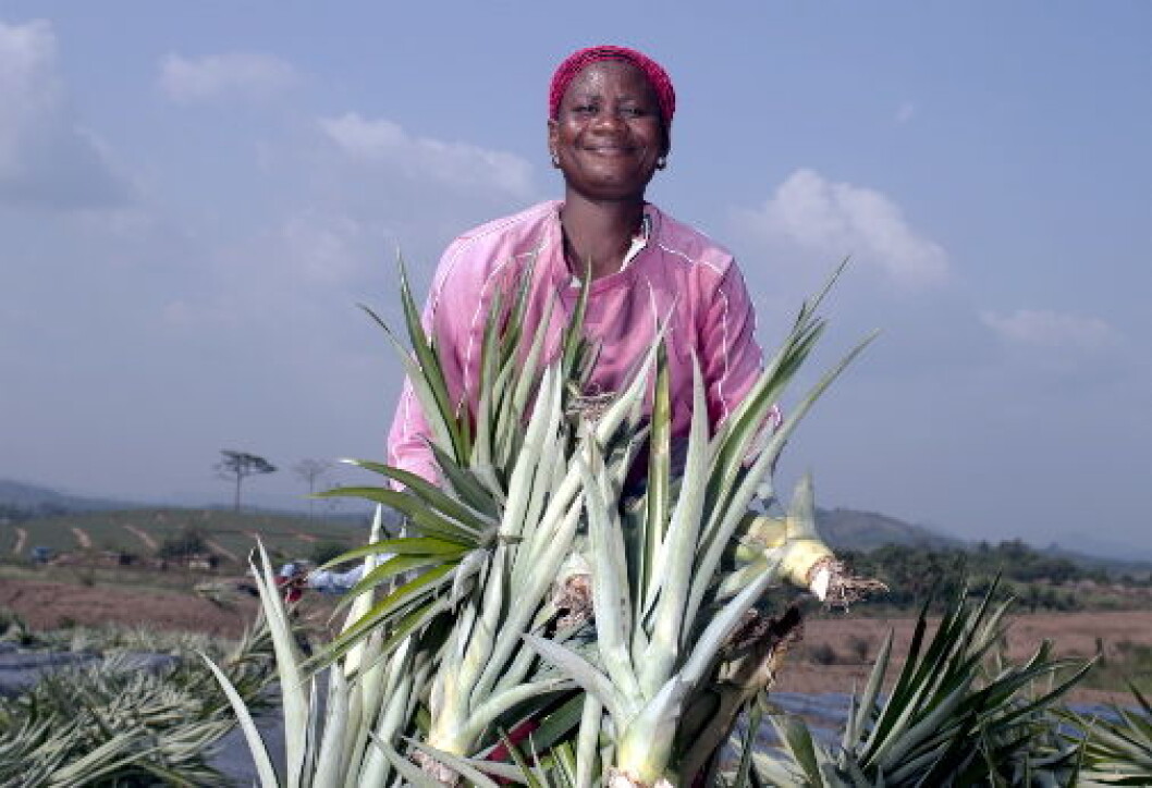 AnanasFairtradeVestAfrika2 AnanasFairtradeVestAfrika2