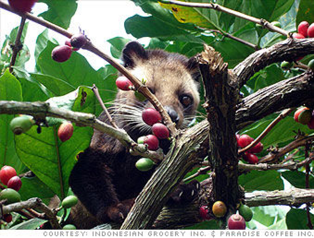 Luwak kaffe Luwak kaffe
