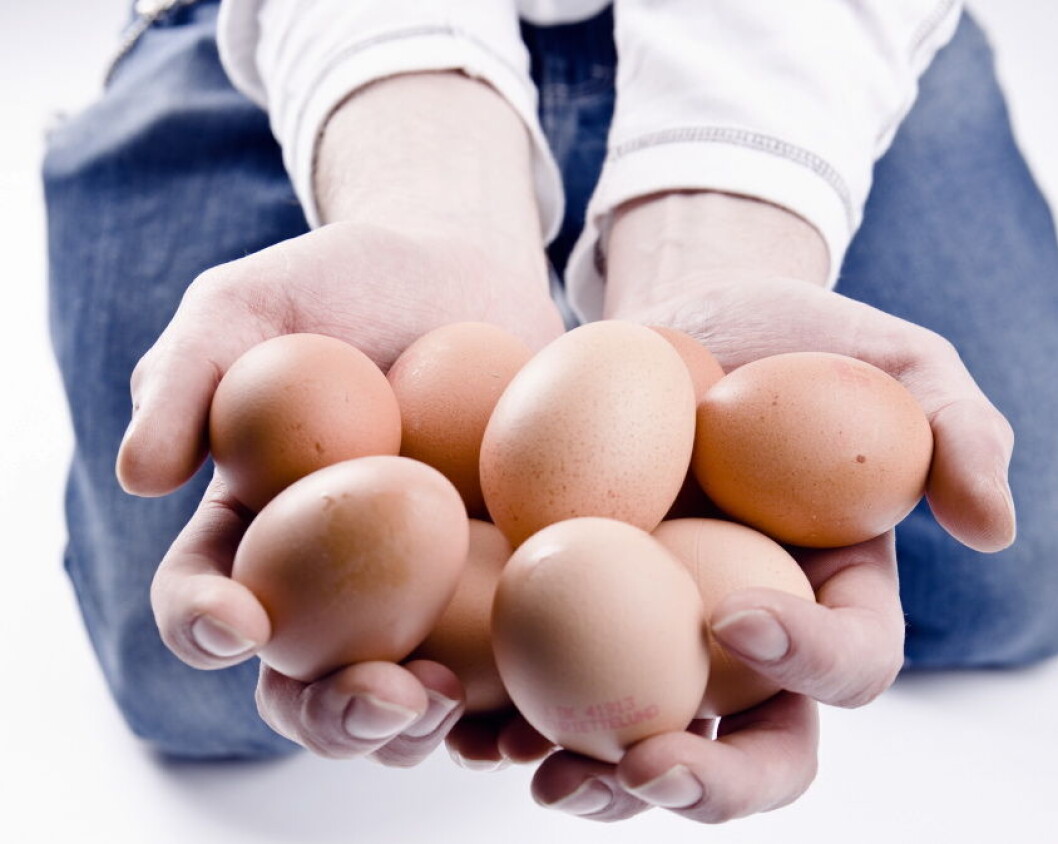 Egg illustrasjon colourbox1 Egg illustrasjon colourbox1