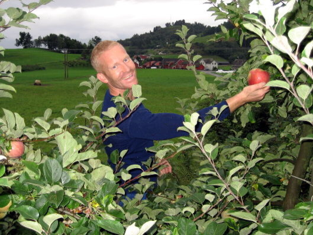 HardangereplerpåSpildegardenFotoJaneLarsen HardangereplerpåSpildegardenFotoJaneLarsen