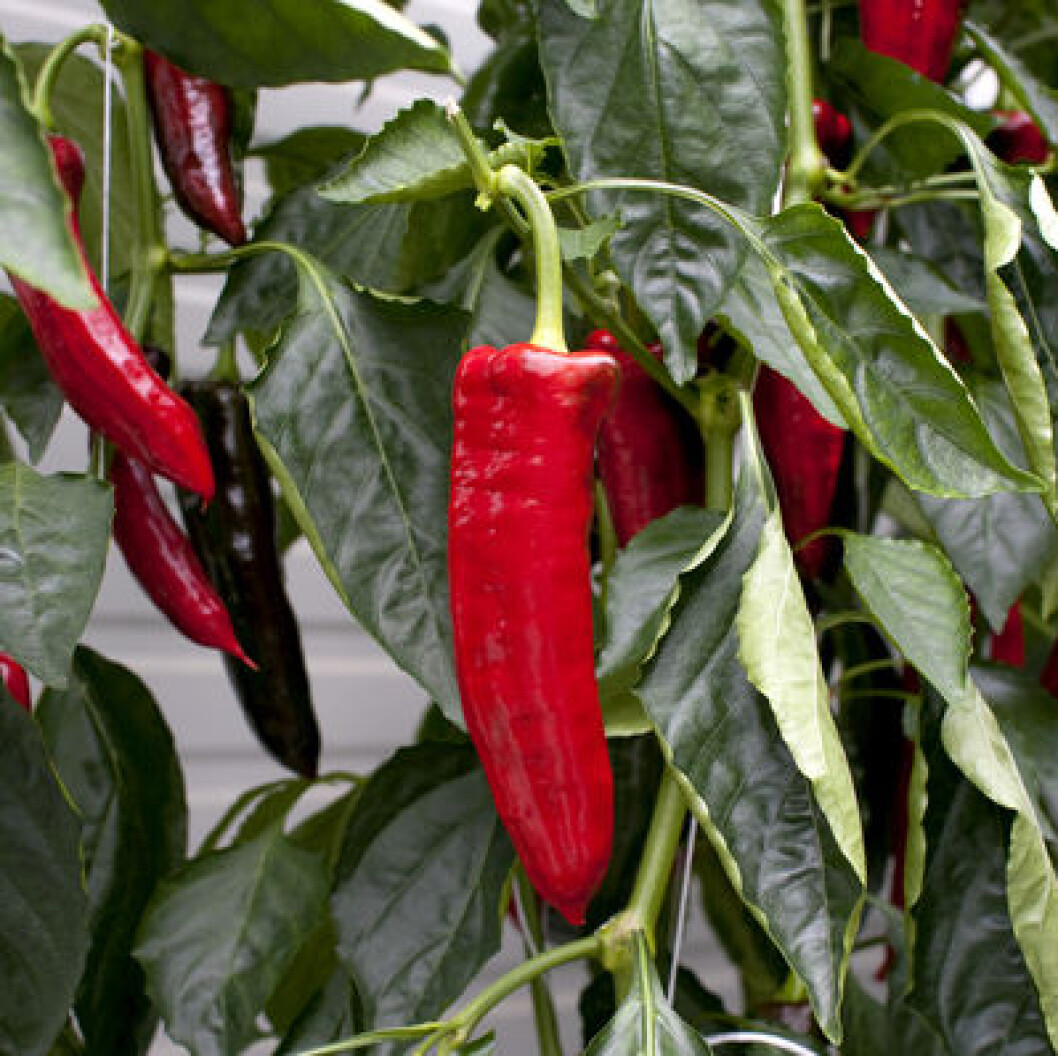 Paprika Paprika