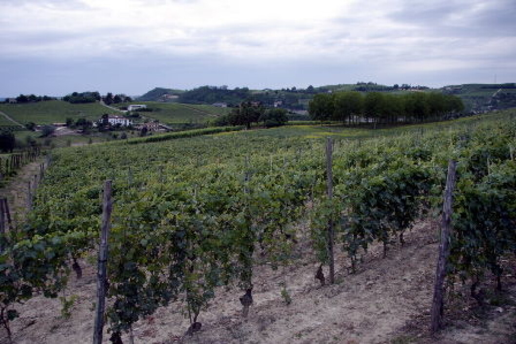 Vinmarker Barbera Piemonte Vinmarker Barbera Piemonte