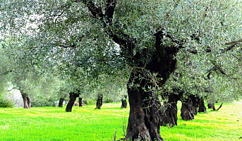 Spis mer olivenolje