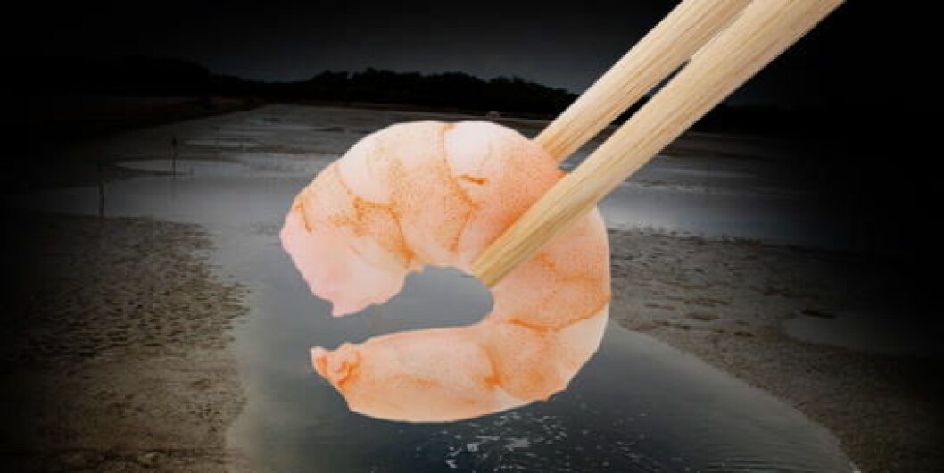 Scampi Scampi