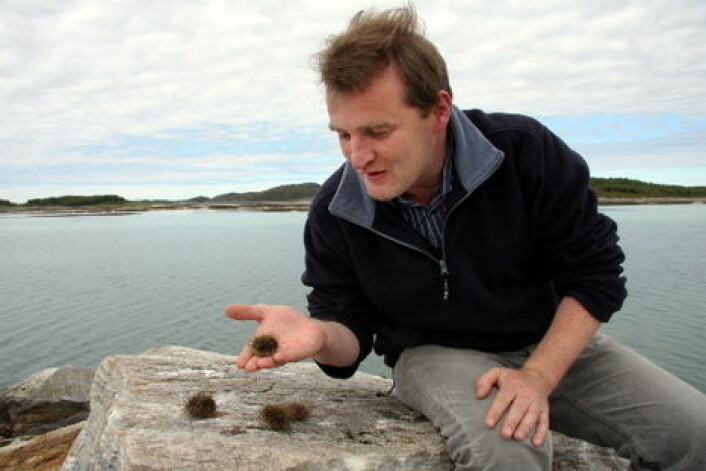 Roderick Sloan fanger kråkeboller langs kysten i Nordland. (Foto: Morten Holt)