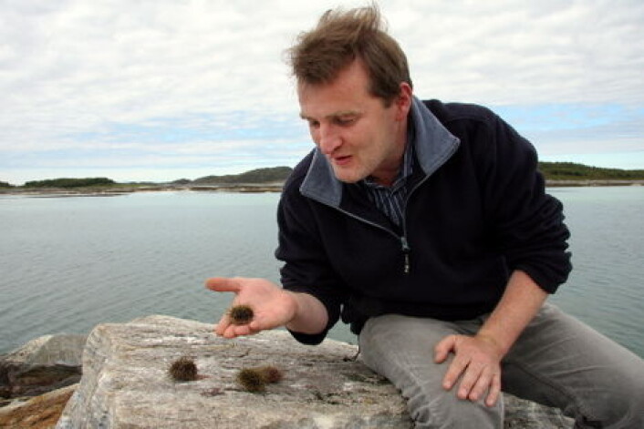 Roderick Sloan fanger kråkeboller langs kysten i Nordland. (Foto: Morten Holt) Roderick Sloan fanger kråkeboller langs kysten i Nordland. (Foto: Morten Holt)