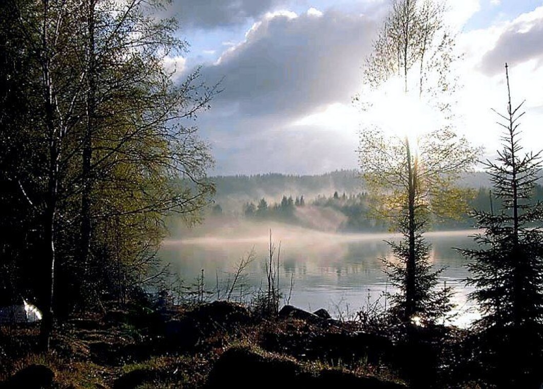 SkasenFinnskogen SkasenFinnskogen