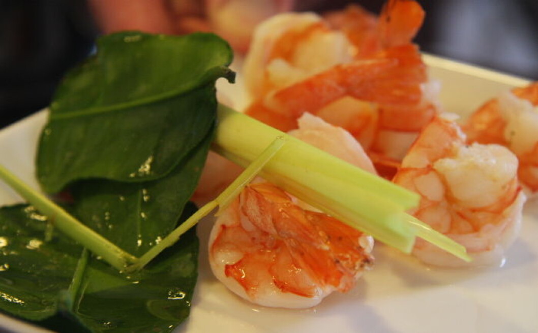 Sjømat illustrasjon Scampi1 Sjømat illustrasjon Scampi1