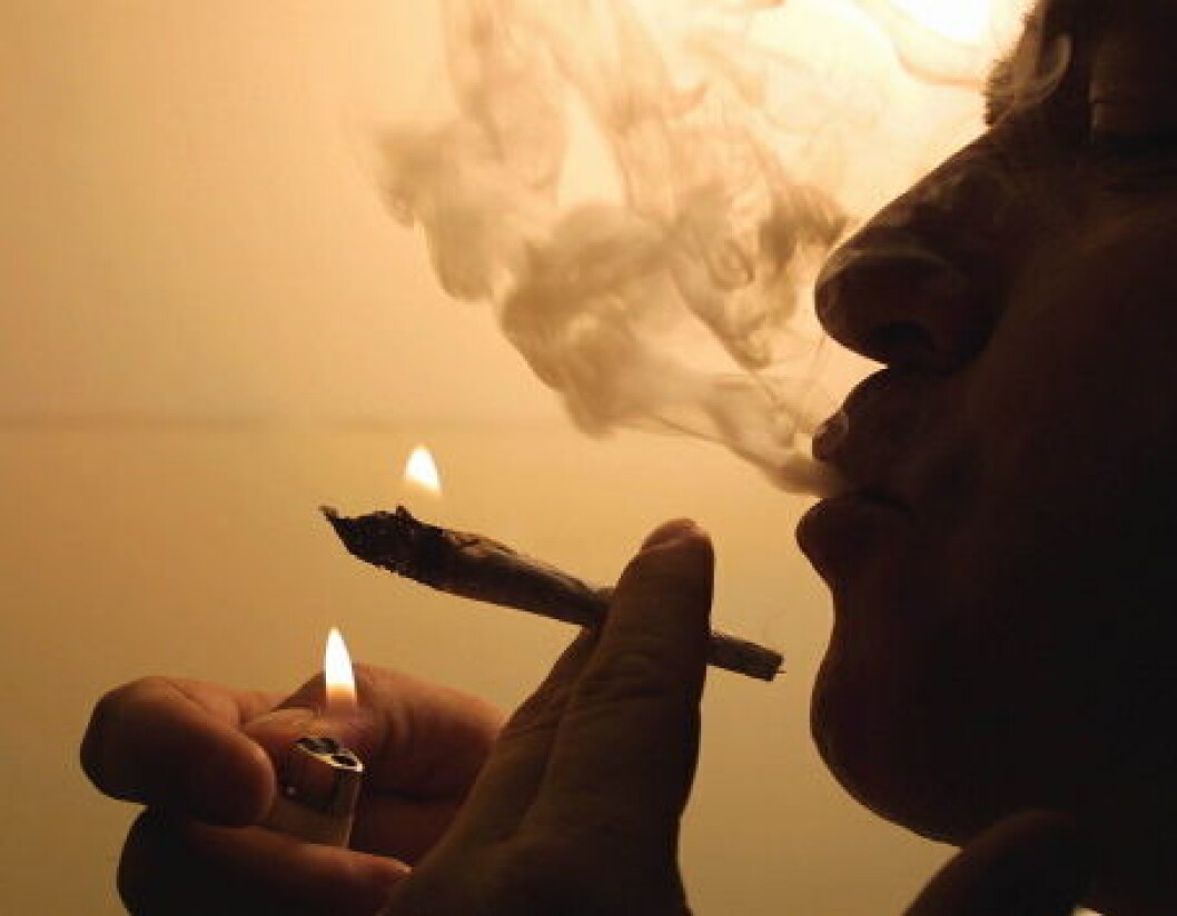 Cannabis marihuana illustrasjon2 Cannabis marihuana illustrasjon2