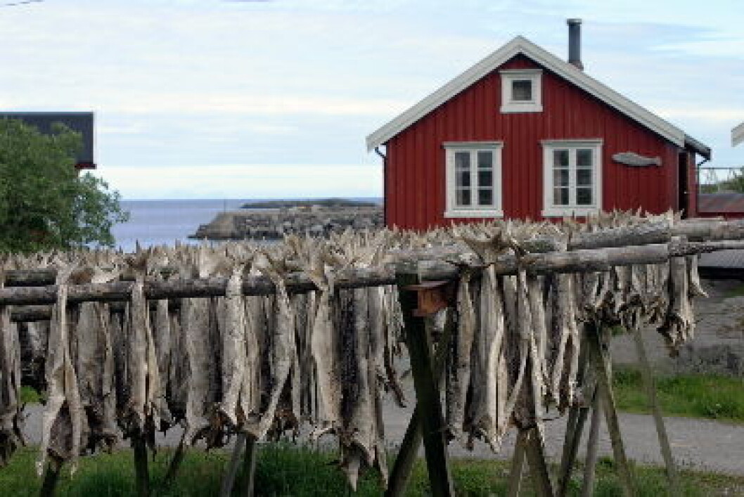 Tørrfisk Lofoten Tørrfisk Lofoten