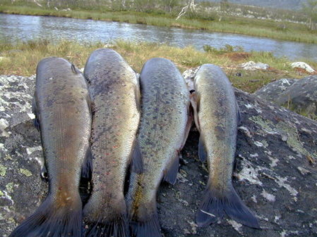 Fisk i Femundsmarka1 nett Fisk i Femundsmarka1 nett