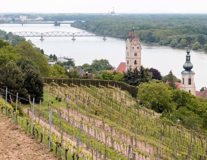 Weingut Stadt Krems disponerer rundt 30 hektar vinmark i Kremstal. (Foto: Eirik Sand Johnsen) Weingut Stadt Krems disponerer rundt 30 hektar vinmark i Kremstal. (Foto: Eirik Sand Johnsen)