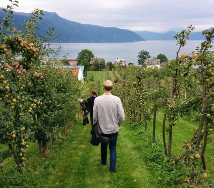 Eplene som brukes i Lovløs Cider kommer fra Balestrand i Sogn og Fjordane. (Foto: Privat) Eplene som brukes i Lovløs Cider kommer fra Balestrand i Sogn og Fjordane. (Foto: Privat)