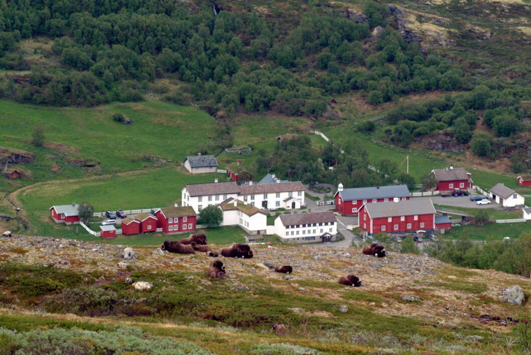 Kongsvold Fjeldstue er en av medlemmene i Hanen. (Foto: Kongsvold Fjeldstue) Kongsvold Fjeldstue er en av medlemmene i Hanen. (Foto: Kongsvold Fjeldstue)