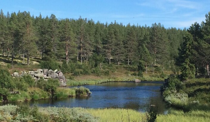 Mistra er en populær fiskeelv i Rendalen kommune. (Foto: Morten Holt) Mistra er en populær fiskeelv i Rendalen kommune. (Foto: Morten Holt)