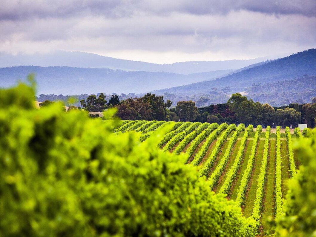 Yarra Valley i Australia. Yarra Valley i Australia.