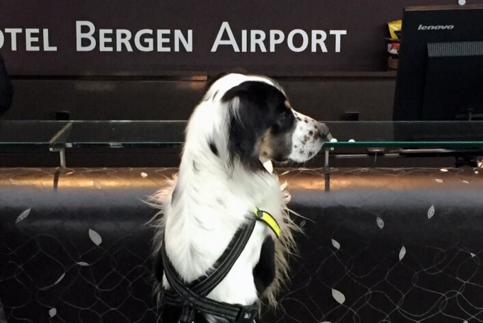 Blir hundehotell i et døgn. (Foto: Clarion Hotel Bergen Airport) Blir hundehotell i et døgn. (Foto: Clarion Hotel Bergen Airport)