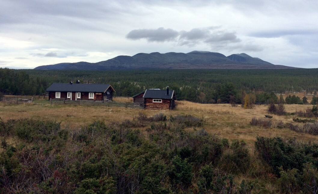 Fjellet er mer populært enn på lenge. Her fra Rendalen. (Foto: Morten Holt) Fjellet er mer populært enn på lenge. Her fra Rendalen. (Foto: Morten Holt)