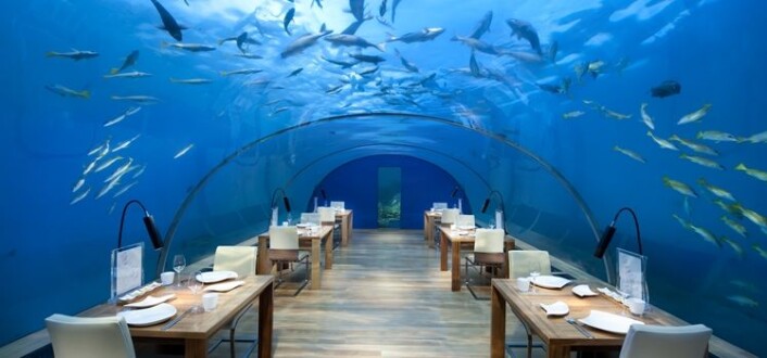 Fra den undersjøiske restauranten Ithaa på Maldivene. (Foto: Restauranten) Fra den undersjøiske restauranten Ithaa på Maldivene. (Foto: Restauranten)
