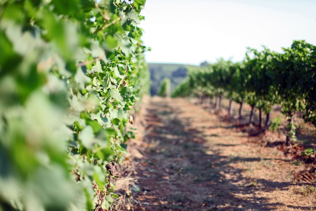 Fra Willamette Valley i Oregon. Fra Willamette Valley i Oregon.