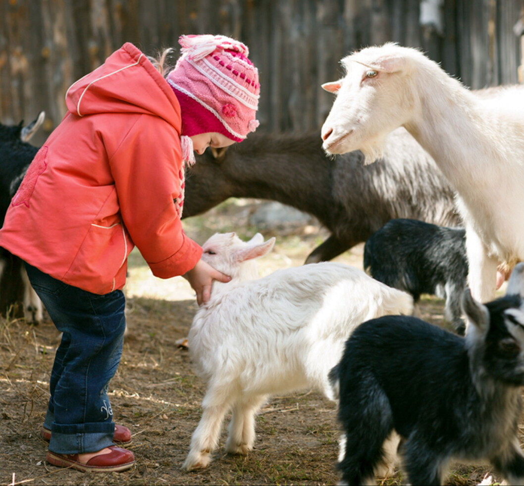Illustrasjonsfoto: Hanen Illustrasjonsfoto: Hanen