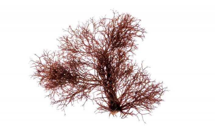 Trøffeltang på Årets Kokk-menyen. (Foto: Lofoten Seaweed) Trøffeltang på Årets Kokk-menyen. (Foto: Lofoten Seaweed)
