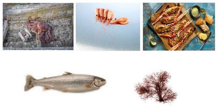 Råvarene i Årets kokk 2017. (Foto: Tom Haga (reker), Andreas Lindlahr (kongekrabbe), Synøve Dreyer (sjøkreps), Lofoten seaweed (trøffeltang) og Norges Sjømatråd (ishavsrøye)). Råvarene i Årets kokk 2017. (Foto: Tom Haga (reker), Andreas Lindlahr (kongekrabbe), Synøve Dreyer (sjøkreps), Lofoten seaweed (trøffeltang) og Norges Sjømatråd (ishavsrøye)).