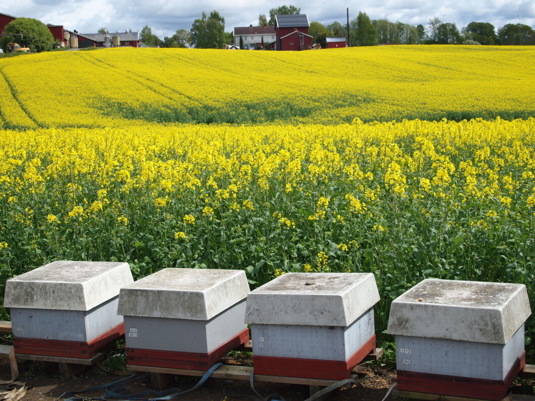 Bikuber, som er plassert ut for å sikre pollinering av rapsåker. (Foto Eli Åsen) Bikuber, som er plassert ut for å sikre pollinering av rapsåker. (Foto Eli Åsen)