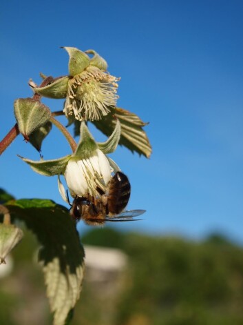 Bie i bringebærblomst. Bringebær er en av de viktigste trekkplantene i Norge. (Foto Eli Åsen) Bie i bringebærblomst. Bringebær er en av de viktigste trekkplantene i Norge. (Foto Eli Åsen)