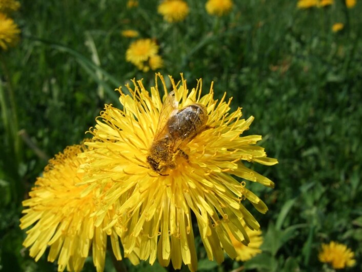 Bie på løvetann. Løvetann gir rikt med pollen og nektar tidlig på våren, når det er lite annen næring å hente. (Foto Eli Åsen) Bie på løvetann. Løvetann gir rikt med pollen og nektar tidlig på våren, når det er lite annen næring å hente. (Foto Eli Åsen)