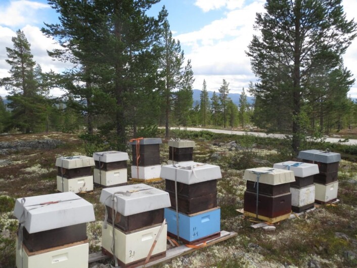 Bikuber på lyngtrekk ved Femunden. Lyng er en av de viktigste trekkplantene i Norge. (Foto Eli Åsen) Bikuber på lyngtrekk ved Femunden. Lyng er en av de viktigste trekkplantene i Norge. (Foto Eli Åsen)